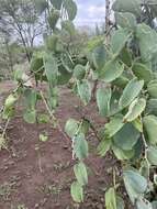 Image of Venezuelan treebine