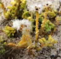 Portulaca californica D. Legrand resmi