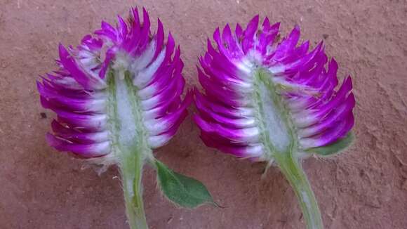 Image of Globe Amaranth