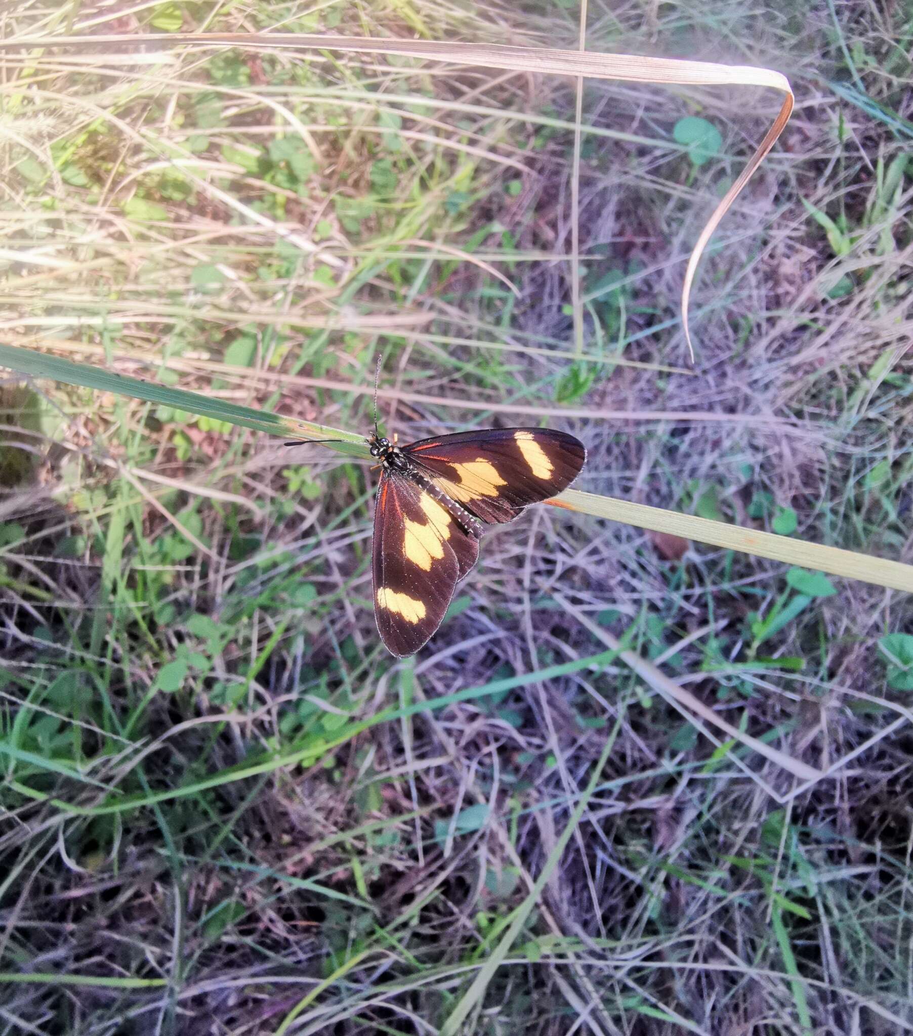 Image of Acraea cabira Hopffer 1855