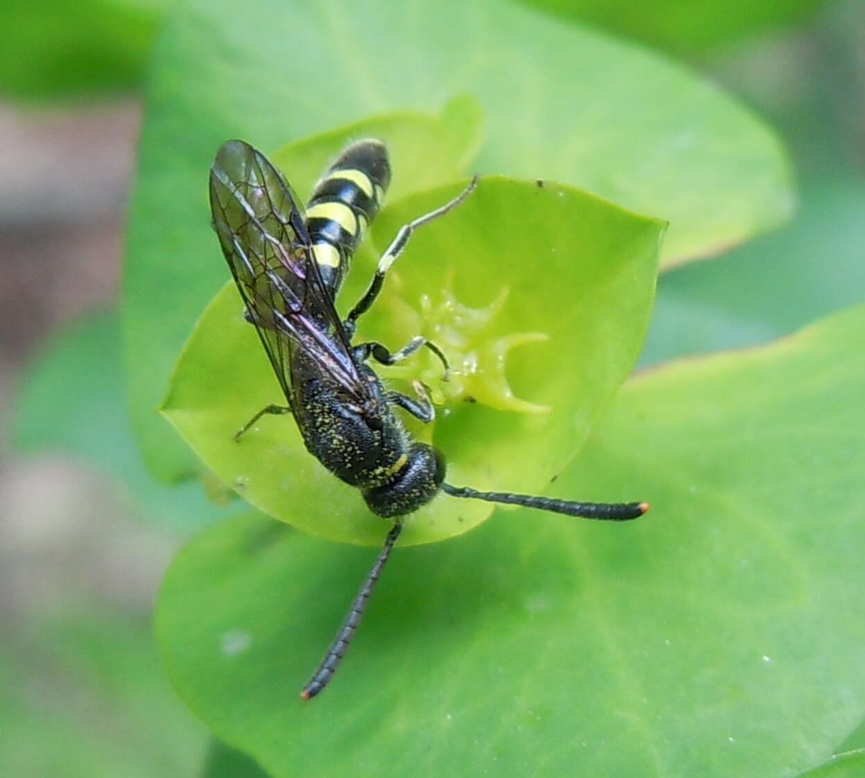 Image of Monosapyga clavicornis (Linnaeus 1758)