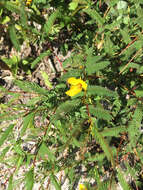 Image of partridge pea