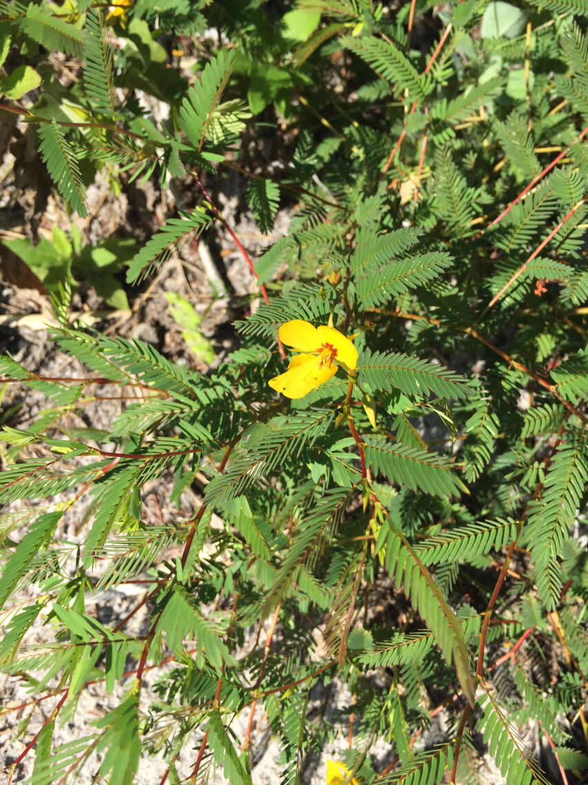 Image of partridge pea