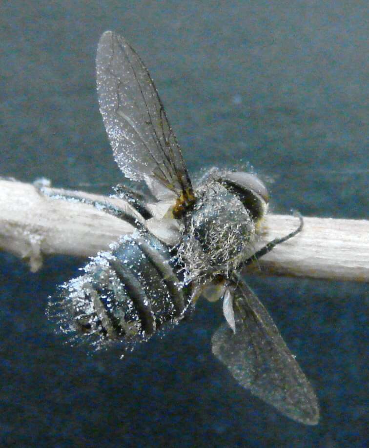 Image of Entomophthora muscae (Cohn) Fresen. 1856