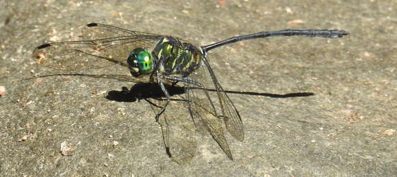 Image of Celebothemis Ris 1909