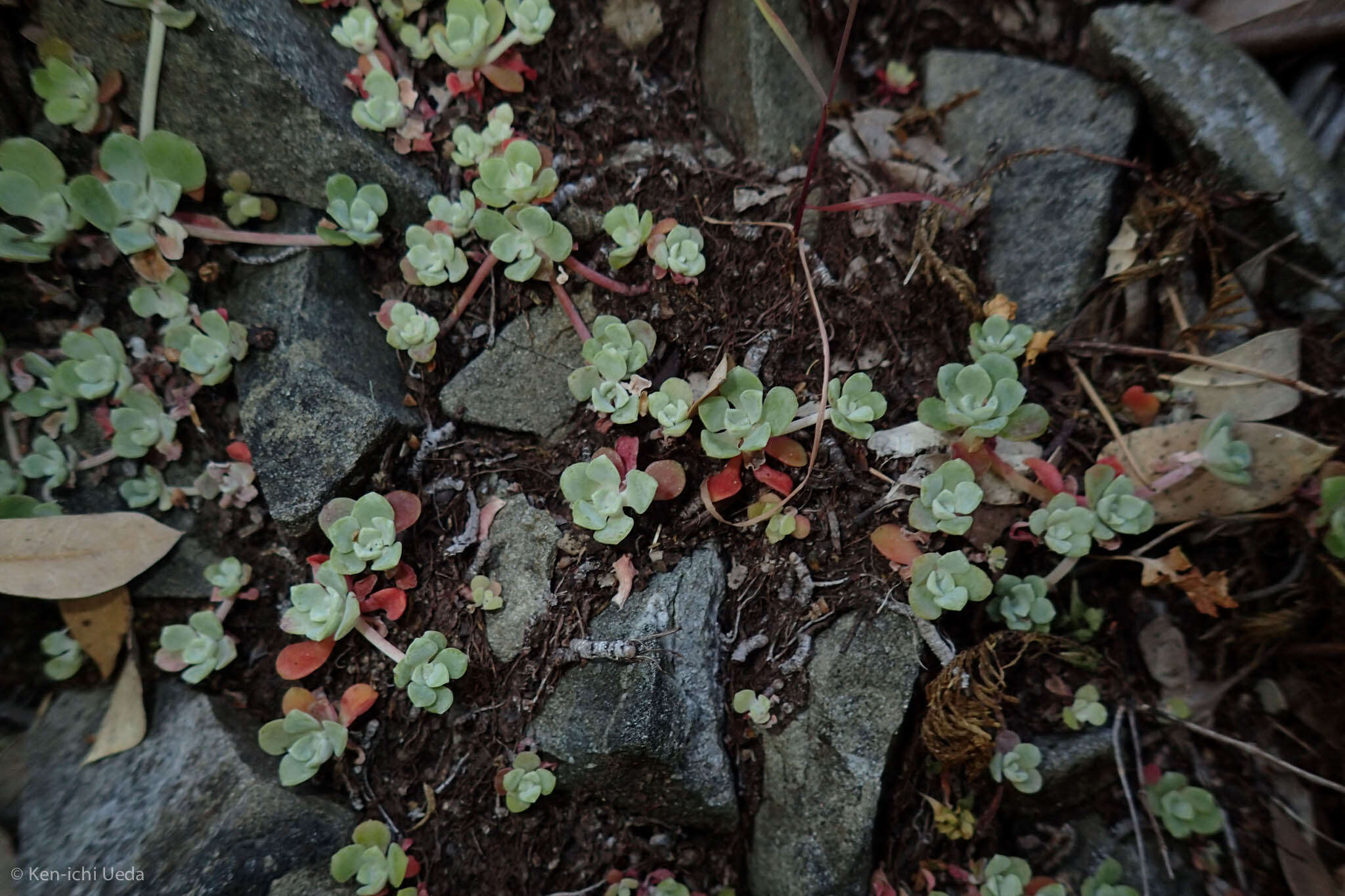 Imagem de Sedum spathulifolium Hook.