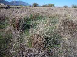 Imagem de Eleocharis limosa (Schrad.) Schult.