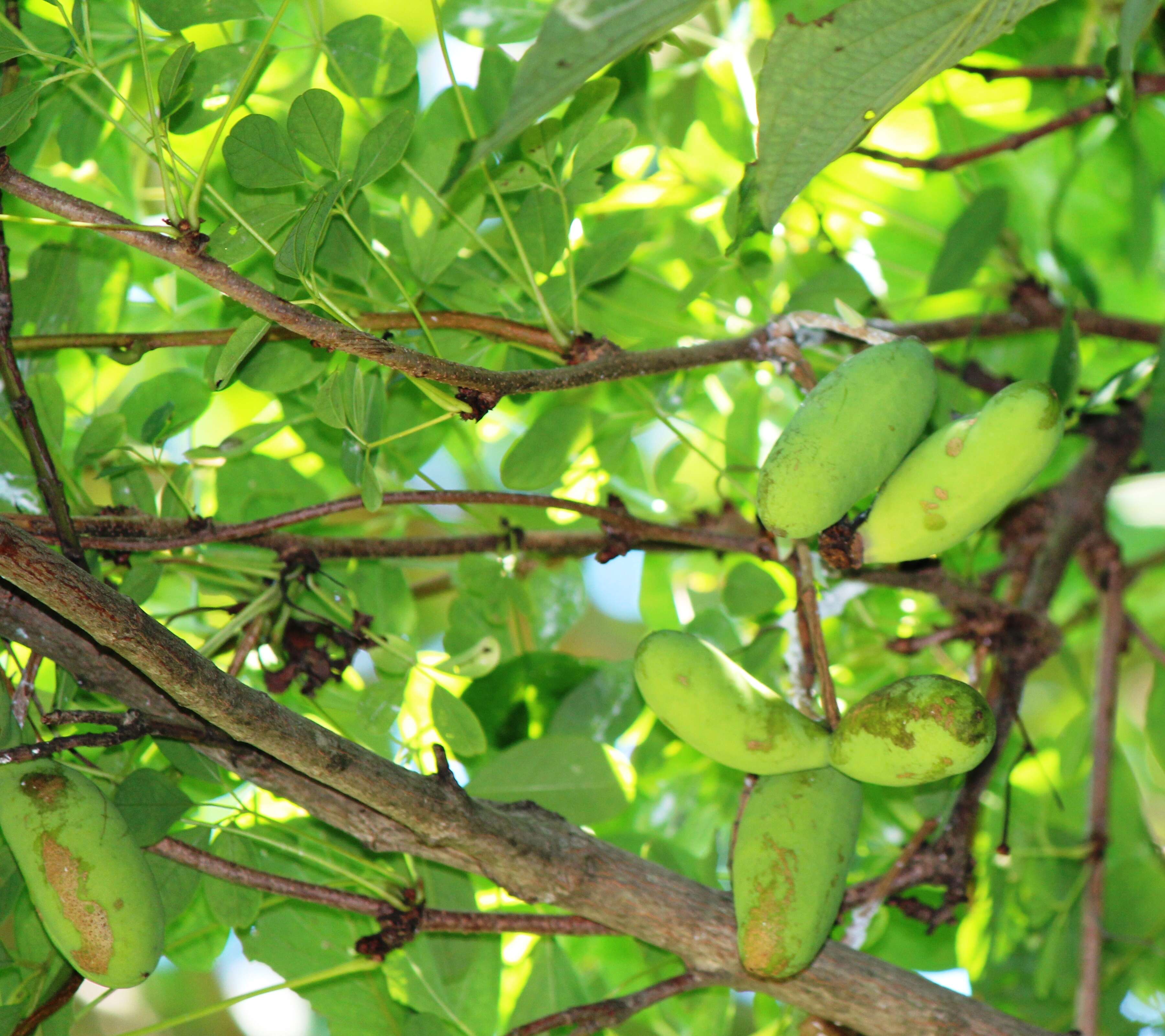 Image of chocolate vine