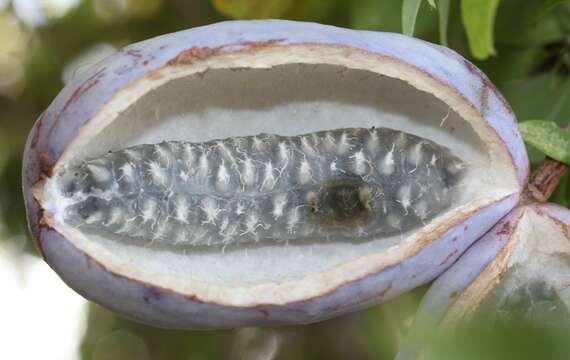 Image of chocolate vine