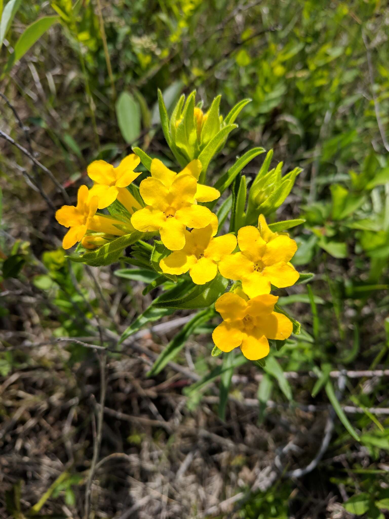 Image of Carolina puccoon