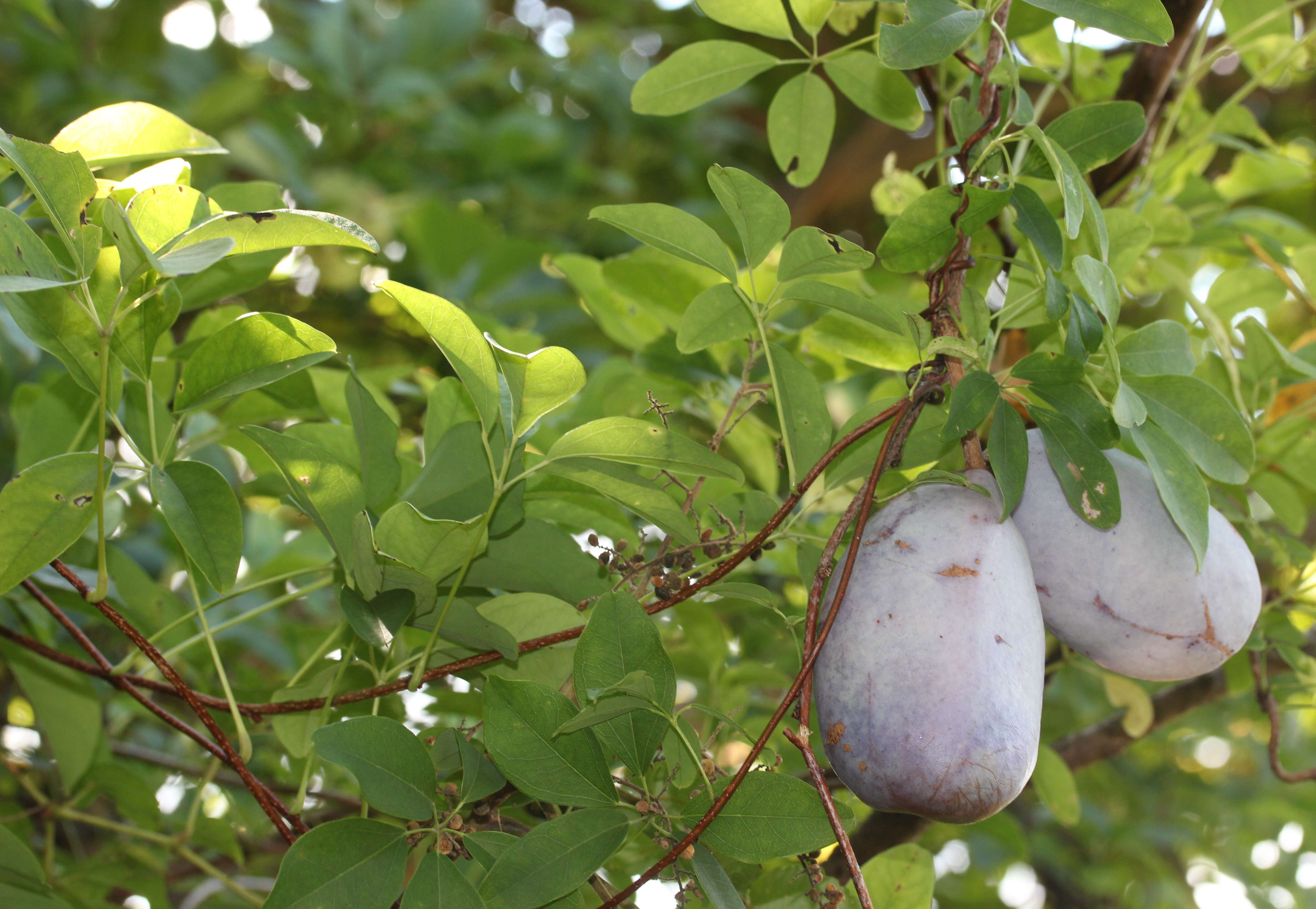 Image of chocolate vine