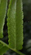 Image de Amauropelta pteroidea (Klotzsch) A. R. Sm.