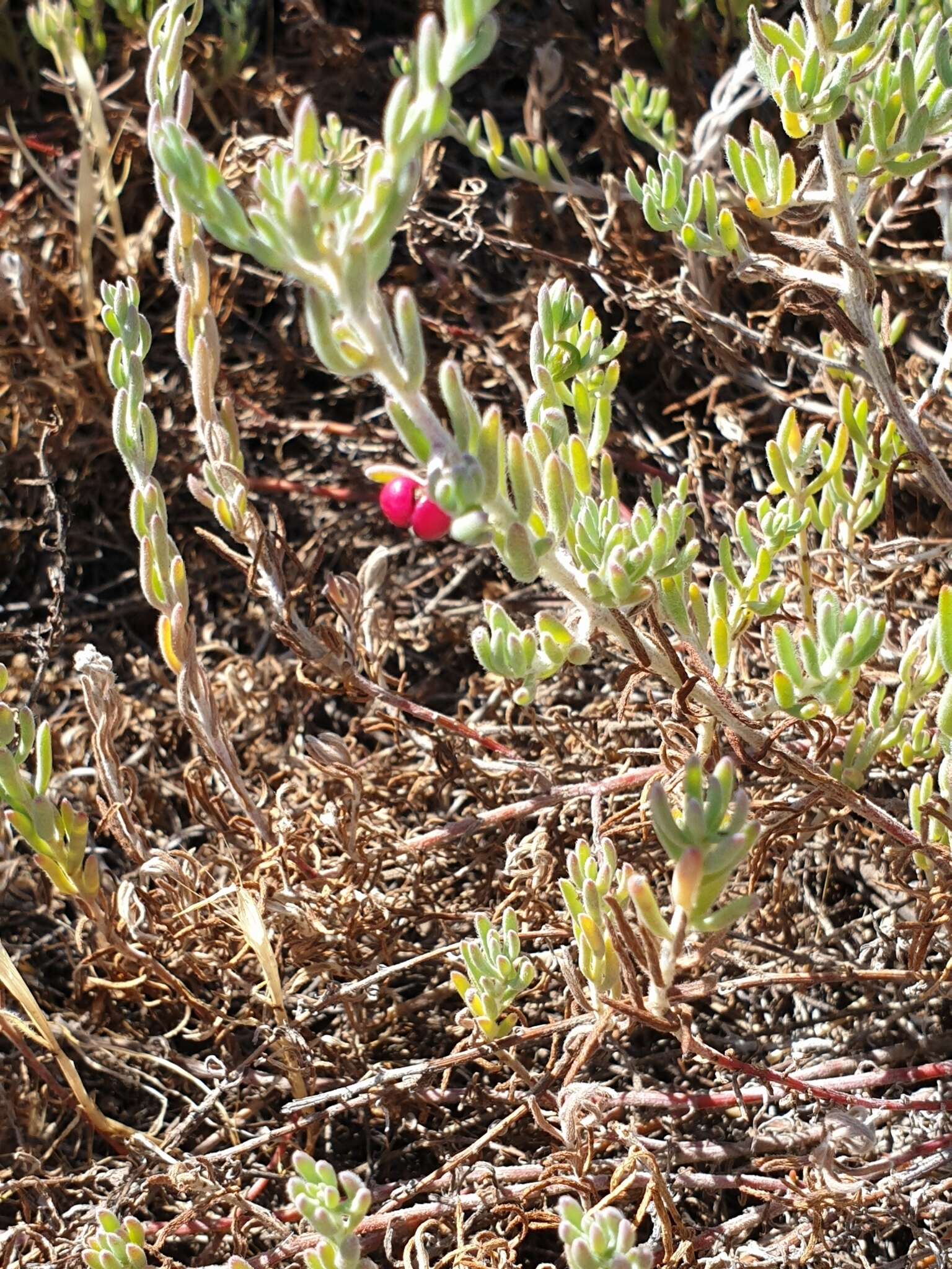 Imagem de Enchylaena tomentosa R. Br.