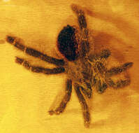 Image of Avicularia variegata F. O. Pickard-Cambridge 1896