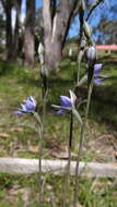 Image of Thelymitra truncata R. S. Rogers