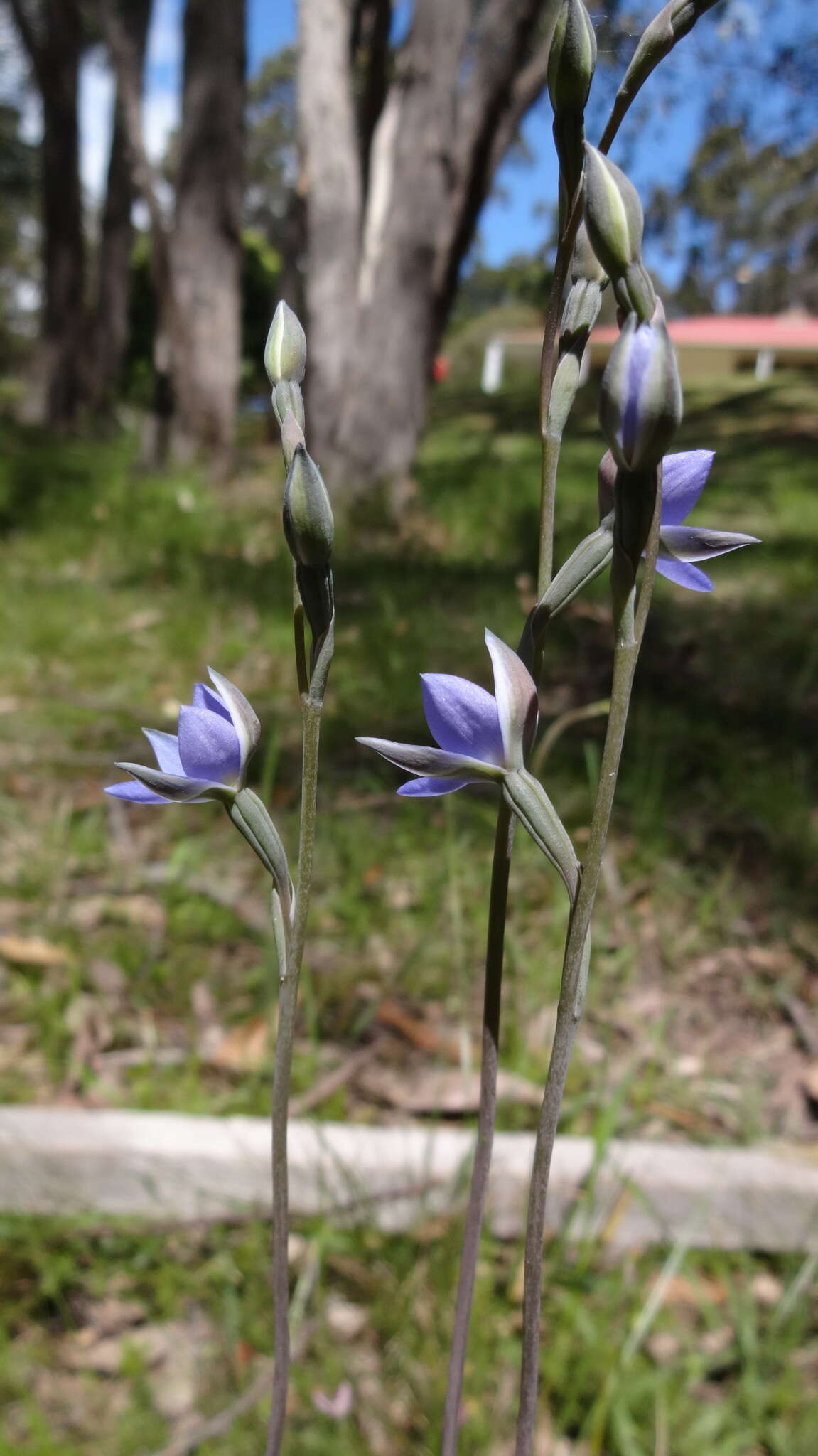 Image of Thelymitra truncata R. S. Rogers