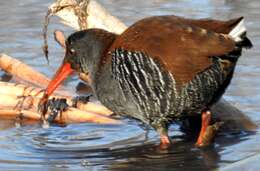 Image of African Rail