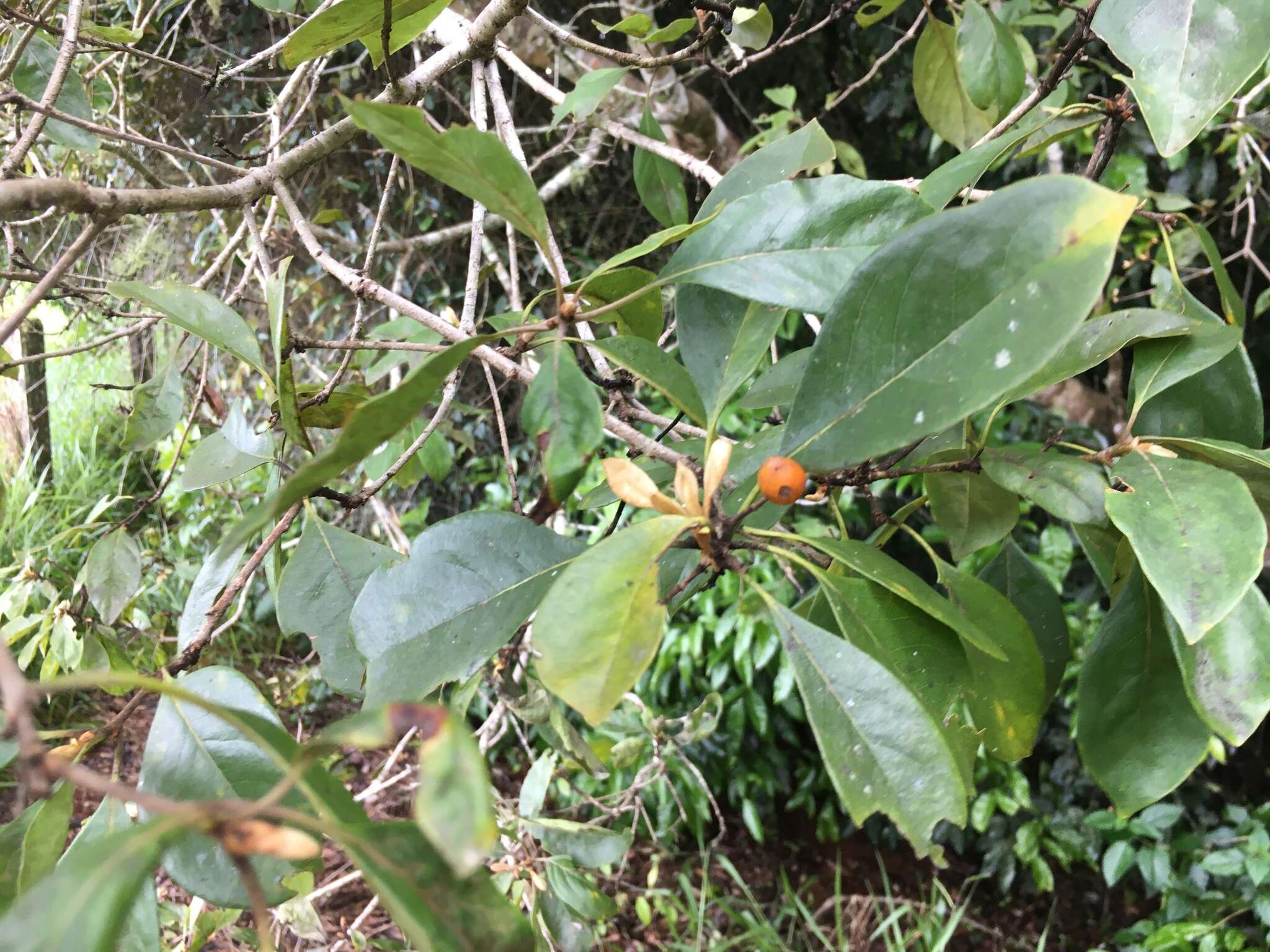 Image of Rusty Pittosporum