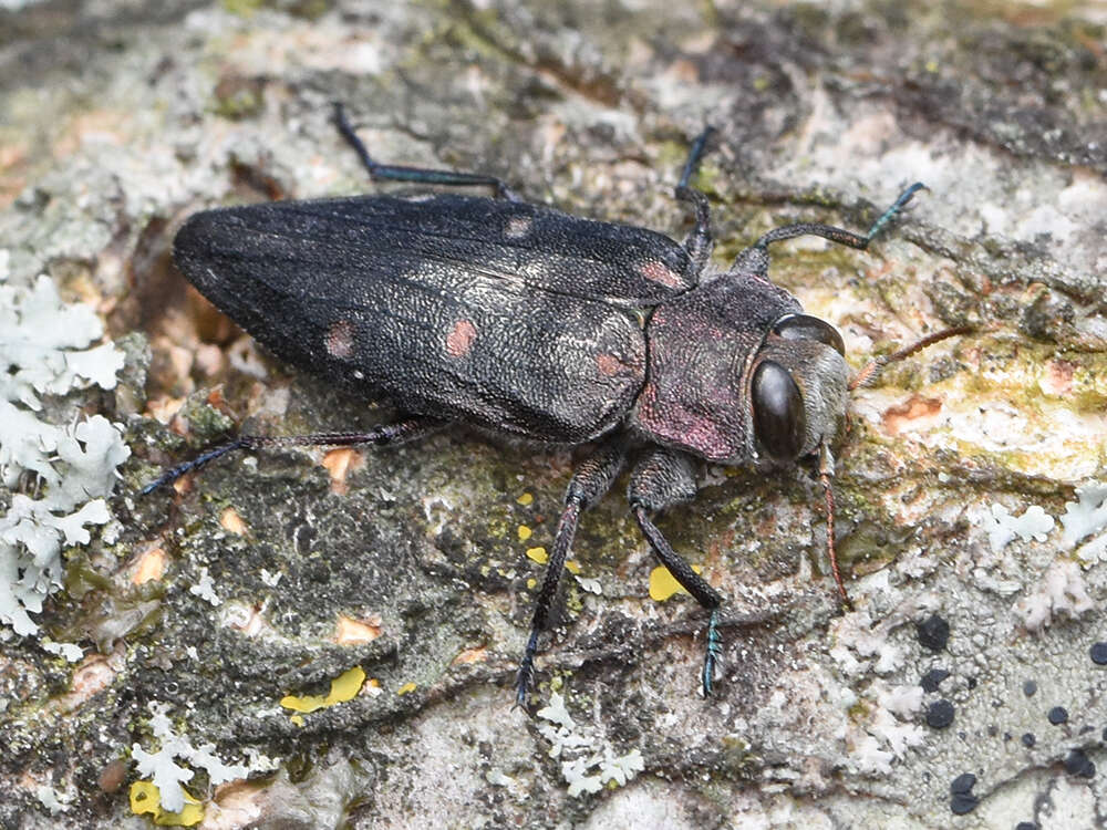 Image of Chrysobothris affinis (Fabricius 1794)