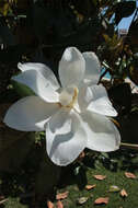 Image of southern magnolia