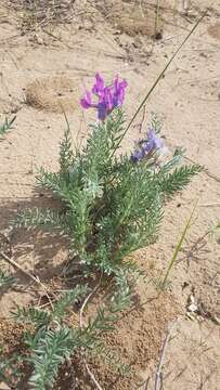 Image de Oxytropis lanata (Pall.) DC.