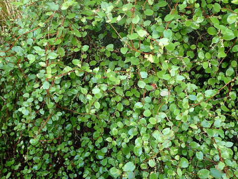 Image of Muehlenbeckia complexa var. grandifolia Carse