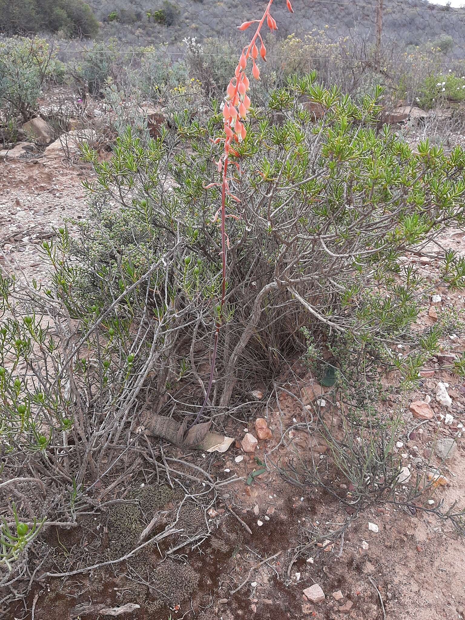 Image of Gasteria brachyphylla (Salm-Dyck) van Jaarsv.