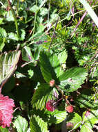 Imagem de Fragaria vesca subsp. californica (Cham. & Schltdl.) Staudt