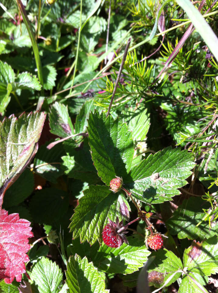 Imagem de Fragaria vesca subsp. californica (Cham. & Schltdl.) Staudt