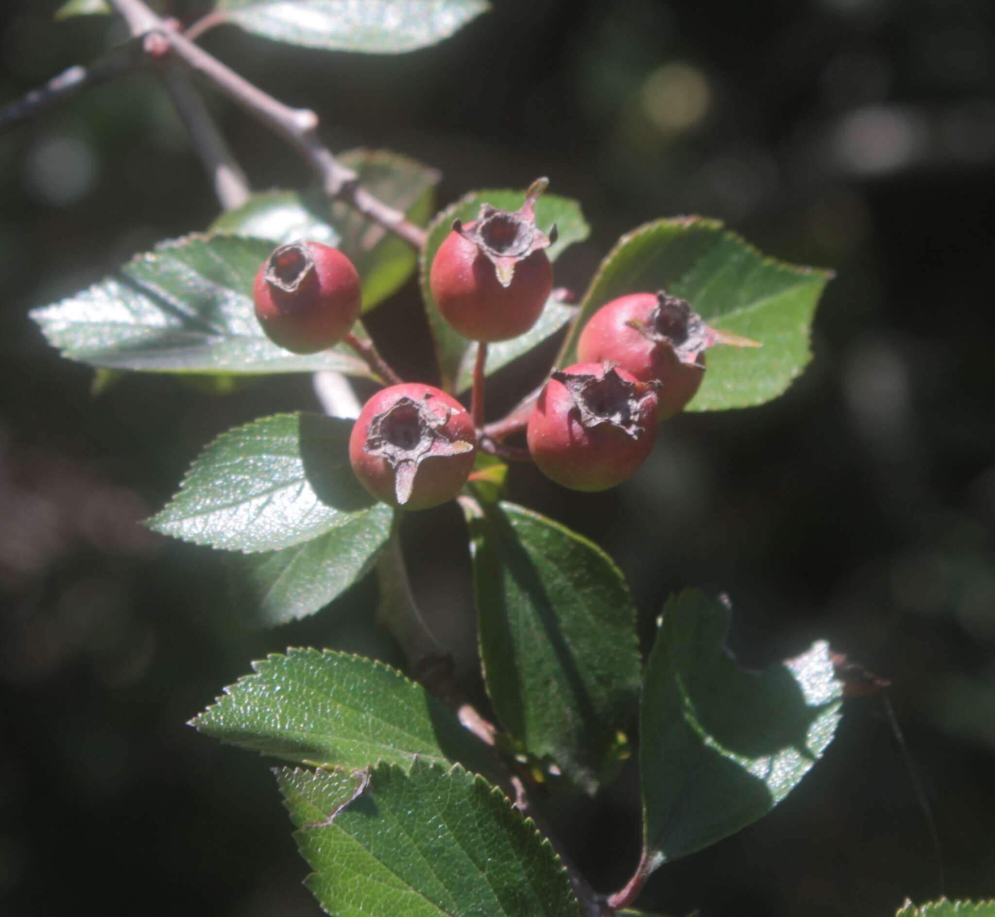 Image de Crataegus rosei Eggleston