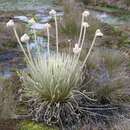 Image of Coespeletia palustris Diazgr. & Morillo