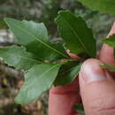 Image of Smelophyllum capense (Sond.) Radlk.
