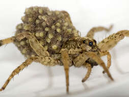 Image of Rabid Wolf Spider