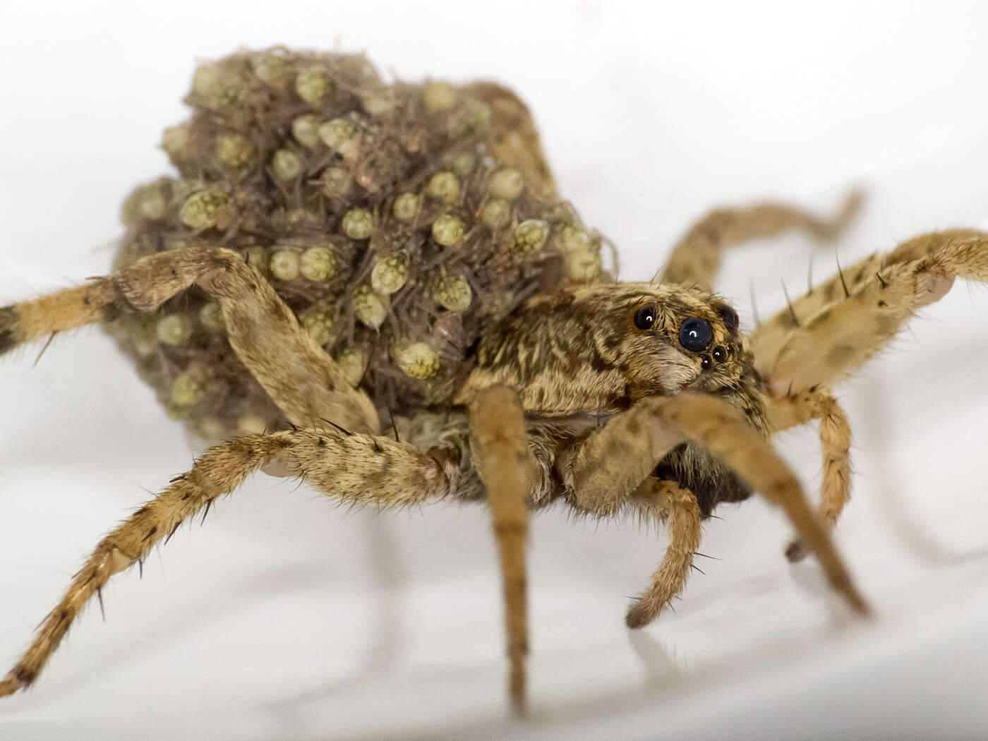 Image of Rabid Wolf Spider