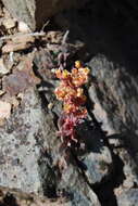 Sivun Sedum paradisum subsp. paradisum kuva