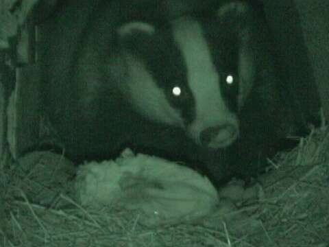 Image of badger