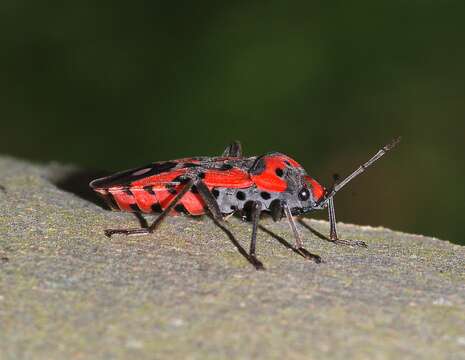 صورة Lygaeus equestris (Linnaeus & C. 1758)