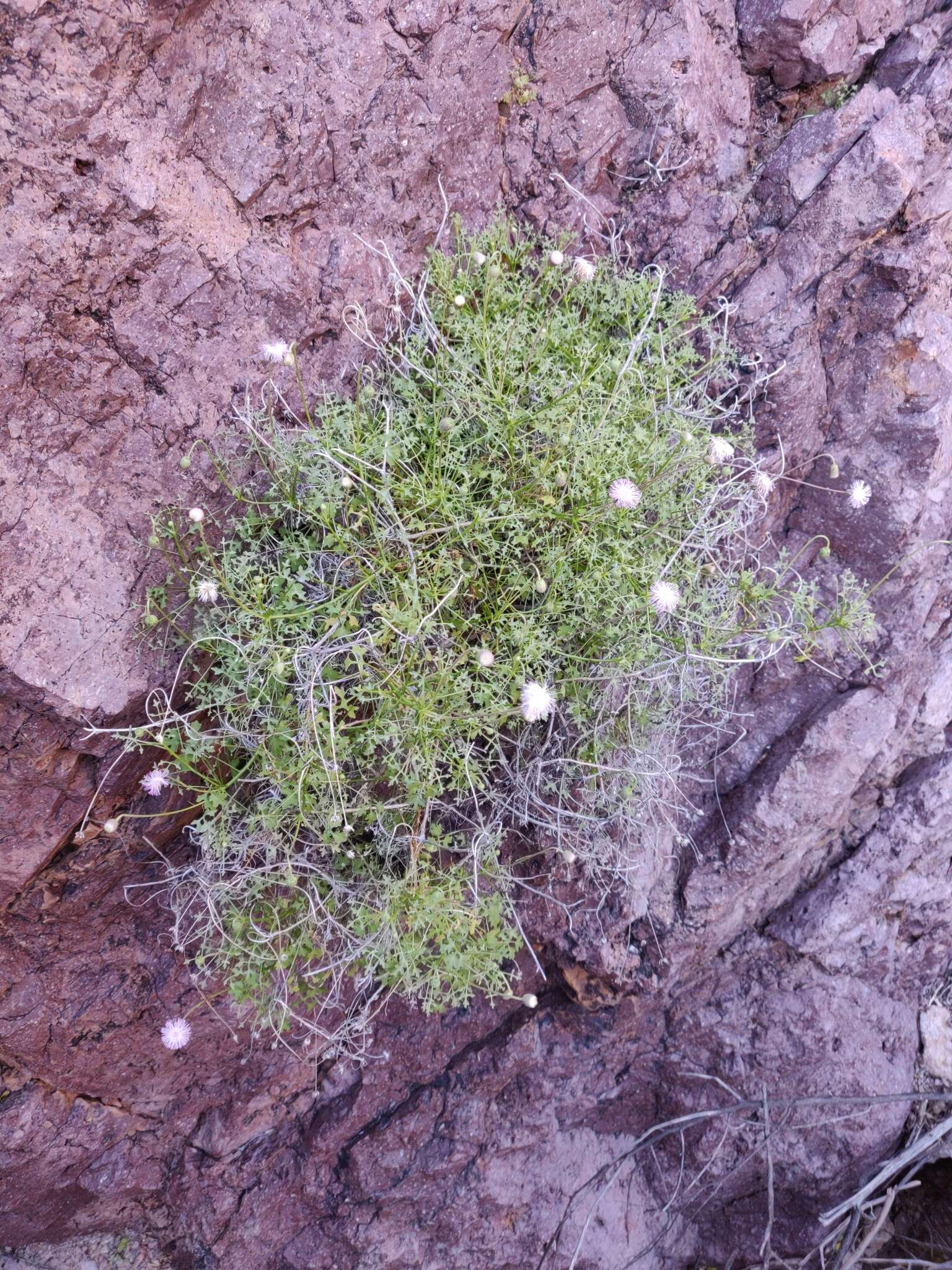 Image of Hofmeisteria fasciculata (Benth.) Walp.