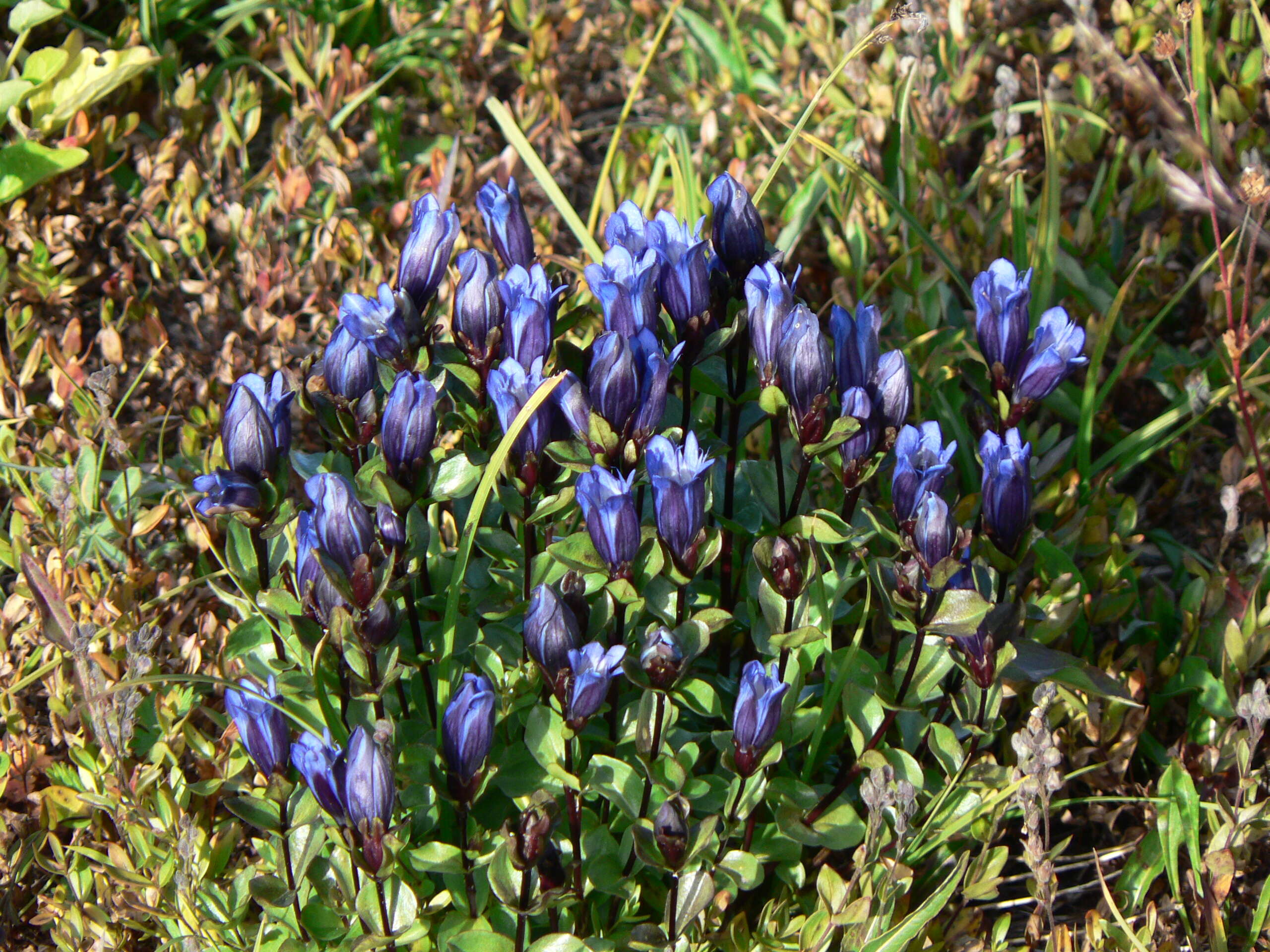 Image of Bog Gentian