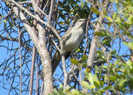 Image of Bahama Mockingbird