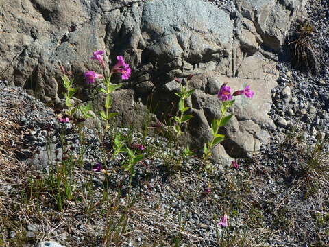 Image of Great Purple Monkey-Flower