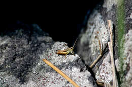 Image de Pseudochorthippus curtipennis (Harris & T. W. 1835)