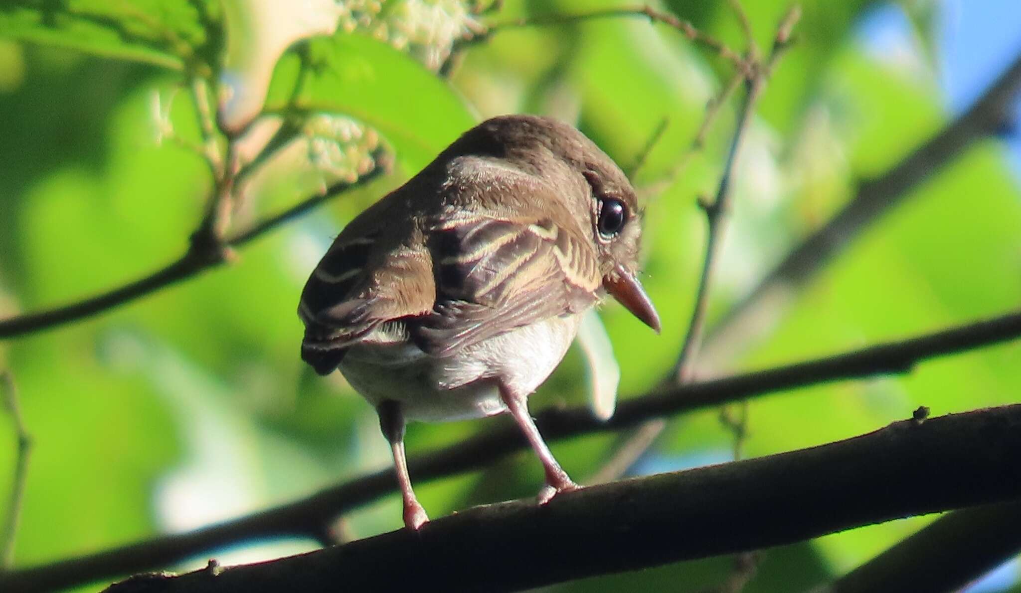 Image of Brown-streaked Flycatcher