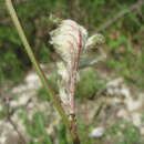 Image of <i>Aceria sanguisorbae</i>