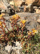 Image of Sierra stonecrop