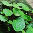 Image of Begonia martabanica A. DC.