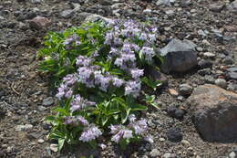 Image of Pennellianthus frutescens (Lamb.) Crosswhite