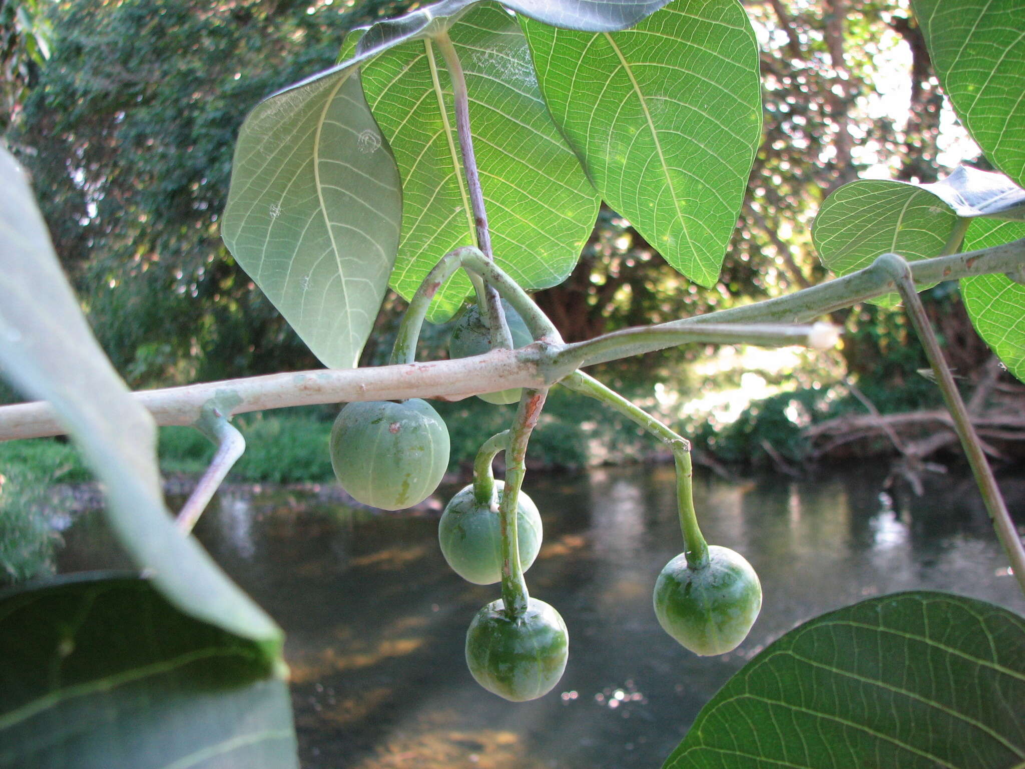 Image of ceara rubbertree
