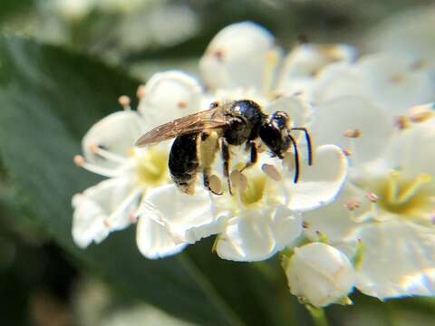 Image of Nude Andrena