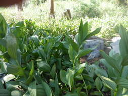 Image of California false hellebore